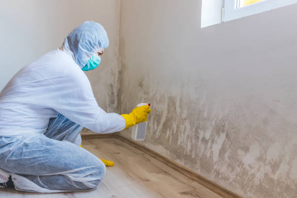 Licensed Crawl Space Mold Removal service in Royal Oak, MI - WQB Mold Removal